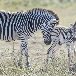 Plains Zebra (Equus quagga) foal being pushed to mother, Kruger National Park