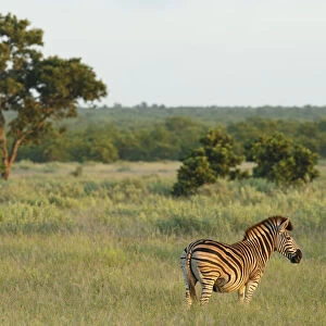Plains Zebra (Equus quagga) standing in open grassland, South Africa, Limpopo