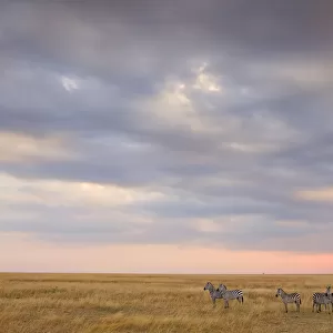 Plains Zebras (Equus quagga) on alert, standing in open savannah, Kenya