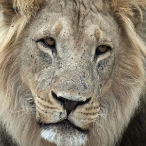 Portrait of a male Lion (Panthera leo), Botswana, Savuti Camp