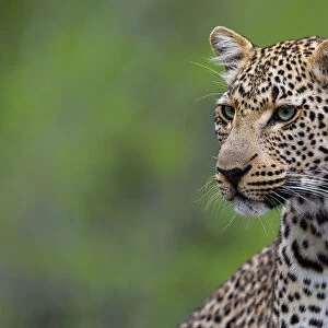 Portrait of a young female Leopard (Panthera pardus), Sabi Sands Game Reserve, Mpumalanga