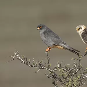 Red-footed Falcon (Falco vespertinus) couple perched on a bush, male on the left, Tal Shachar, Israel