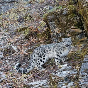Snow Leopard (Panthera uncia) adult standing on rock face, controlled conditions