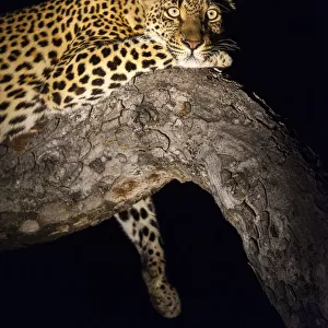 Spot lit Leopard (panthera pardus) laying on a tree branch at night, South Africa