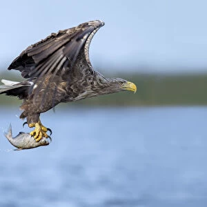 White-tailed Eagle (Haliaeetus albicilla) flying with caught fish in its claws, Oder
