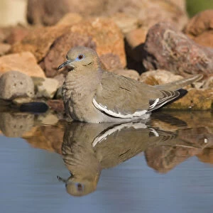 White-winged Dove (Zenaida asiatica) bathing, Green Valley, Arizona