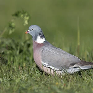 Wood Pigeon (Columba palumbus) foraging on vegetation, polder Arkemheen, The Netherlands