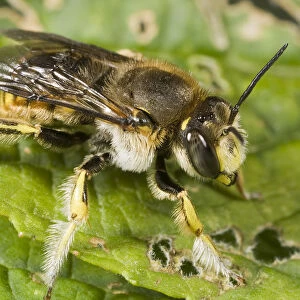 Wool Carder Bee (Anthidium manicatum) male, Den Helder, Noord-Holland, The Netherlands