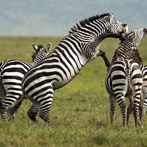 Zebra (Equus quagga) fighting, Ngorongoro Conservation Area, Tanzania