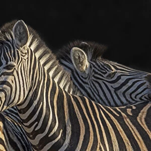 Zebra (Equus quagga) standing side by side, Hoedspruit, South-Africa