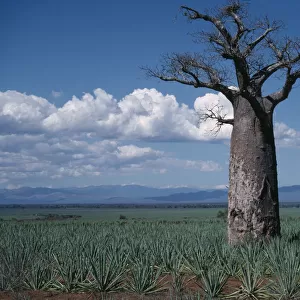 adansonia digitata, baobab