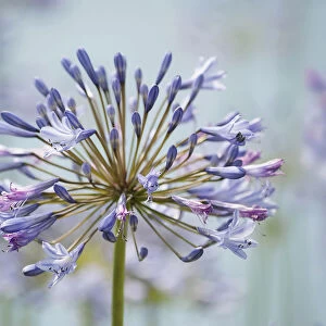 Agapanthus, Agapanthus Blue Heaven, Close view of one flowerhead with flowers at