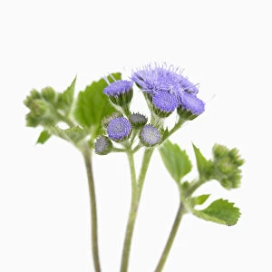 ageratum houstonianum, floss flower