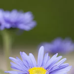 Blue alpine daisy, Aster alpinus