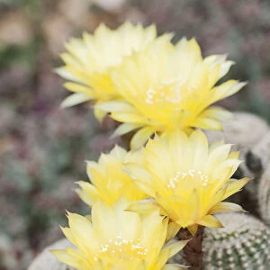 Cactus - Golden easter Lily cactus, Echinopsis aurea var. leucomalla