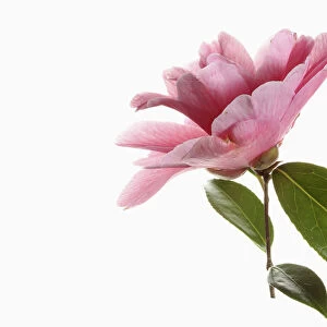 Camellia, Side view of a single pink camellia flower with leaves on a short stem shown against a pure white background