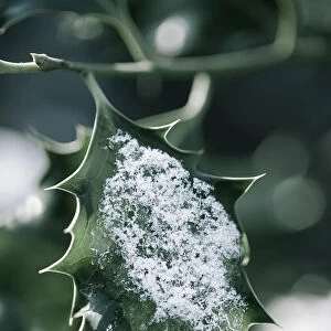 Close up of single Holly, Ilex aquifolium leaf with melting snow against a dappled