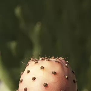 Evergreen Cactus Desert plant Flowering season Spring