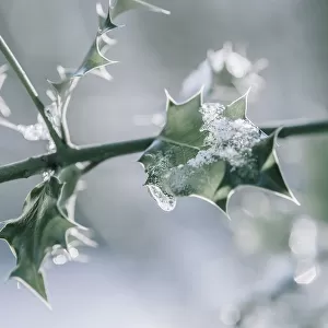 Holly, Ilex aquifolium leaves on a twig with melting snow against a dappled background