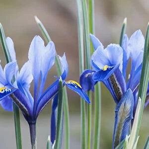 Iris reticulata, Blue flowers growing outdoor