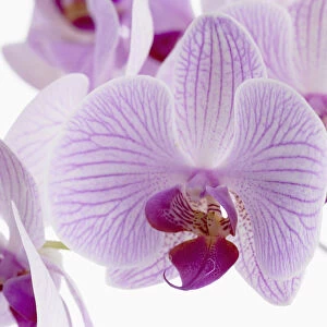 phalaenopsis shanghai, orchid, moth orchid