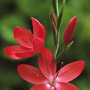schizostylis coccinea major, kaffir lily