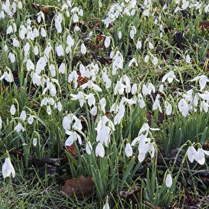 Snowdrop, Galanthus, small white flowers growing outdoor in grass