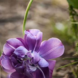 tulipa blue spectacle, tulip, purple subject