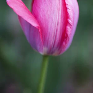Tulipa cultivar. Close view of single, pink tulip flower with one petal unfurling out to