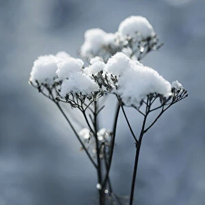 Yarrow, Achillea, dead flowerrheads covered in snow against a dappled blue background