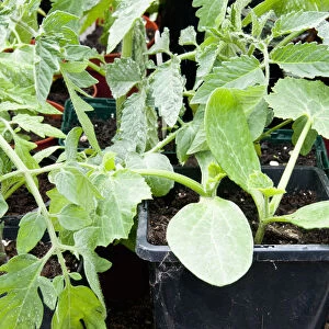 Young Courgette and Tomato, Tigerella plants in pots growing under cover in a