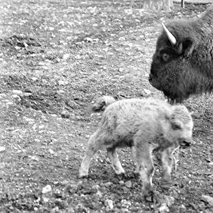 An American Bison calf born on 20th December, 1969 is on view in a paddock of the Old