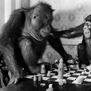 Animal - Monkeys. "You cheated"- Alamy seems to be saying as he tries to grab