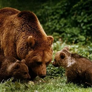 Animals Bears Whipsnade has successfully bred two brown cubs April 1993