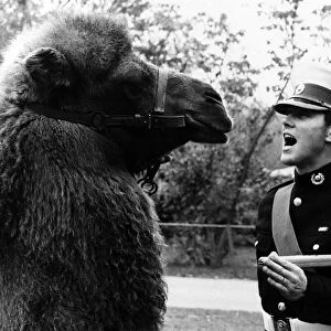 Animals - This Camel stood quietly as Sergeant Den Mortimer barked his orders