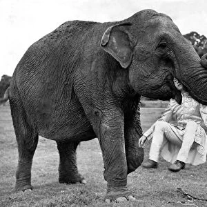 Animals: Elephants. After being in the army for five years Sgt Ivor Rosaire starts again