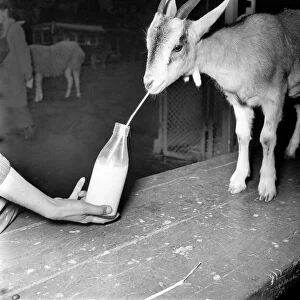 Animals: Goats. Woman feeds goat milk. November 1953 D6103