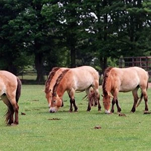 Animals Horses at Whipsnade Zoo