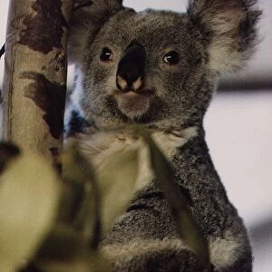 Animals Koala Bear Marsupials circa 1995