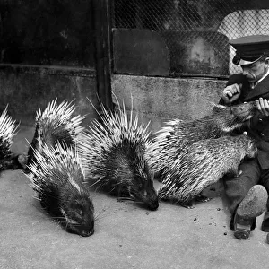Animals: Porcupines. A prickley game. A keeper makes a porcupine eat from his hand
