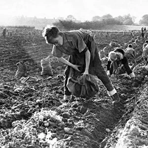 An army of people potato or tattie picking on a farm at Pity Me in October 1962