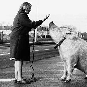 Barbara Woodhouse uses her animal expertise to command a 22 stone pig, 16th January 1981