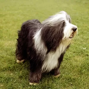 A Bearded Collie dog June 1987 animal animals pet pets domestic