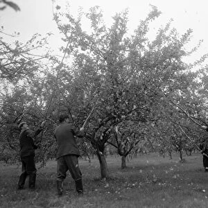 Beating the trees in a Herefordshire orchard for Bulmers Plough Lane Cider Mill in