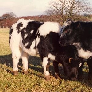 Two Belgium blue calves
