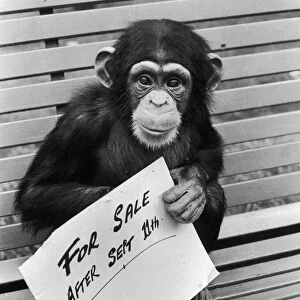 One of the Belle Vue Chimps holds a for sale sign after it was announced that the Zoo