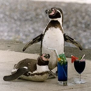Birds Penguins with cocktail drinks at the Drusillas Park Zoo, Sussex