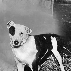 Bob, the dog. Story: A terrier which, with his master, Mr Joseph Hyde