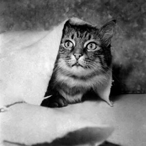 Cat. December 1952 C4185-001