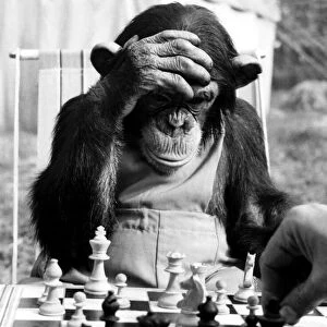 The Champion Chimps. "Pepe", the chess champion of Chimp Town